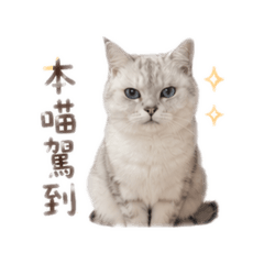 Jack日常生活篇