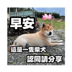 別想著跟狗講道理！