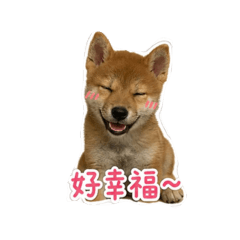 豆花成長日記