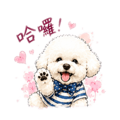 無敵可愛的比熊犬歐巴精彩生活8