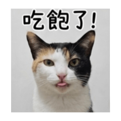 可愛的三花豆花貓咪