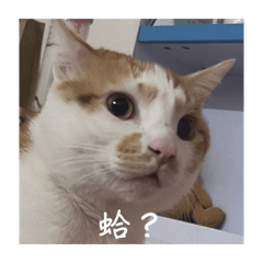 我家小貓。