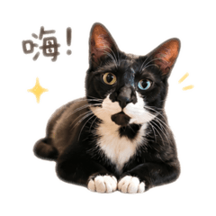 阿肥の小世界