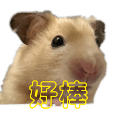 黃金鼠小妞