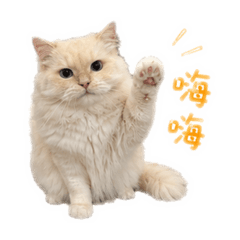阿屁屁第二彈