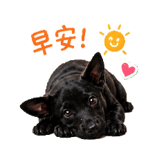 小憨呆的日常問侯DumDum’s Daily Hello