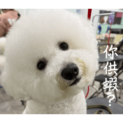 小帥棠