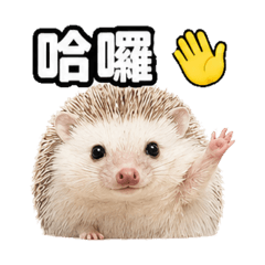 阿怕刺～