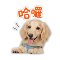 Cube寶貝是我