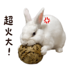 洪湯圓脾氣大