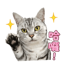 可愛萌寵芙芙