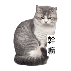 小貓咪統治世界