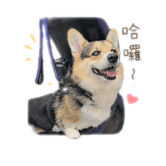 柯基寶寶的日常生活
