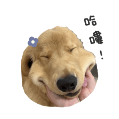 里歐是大鼻狗