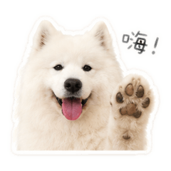 雞與雞蛋花 doggy and flower VOL.2