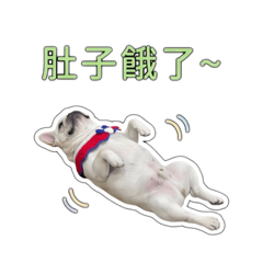 這隻法鬥叫布丁啦