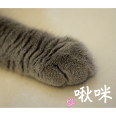 小灰貓貓