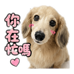 臘腸短腿油條
