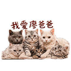 6Cats Archive