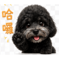 小臭寶百變