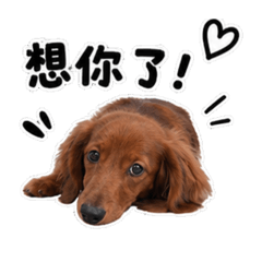 迪迪  日常篇
