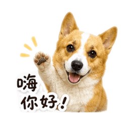 柯基Mary的日常生活貼圖