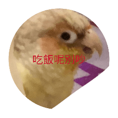 小鳥請收好