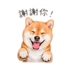 我的爆牙哥