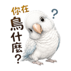 白銀絲和尚鸚鵡-超萌諧音