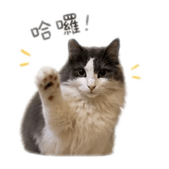 奇奇的異想世界ʕ •ᴥ•ʔ