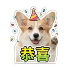 朦寶狗