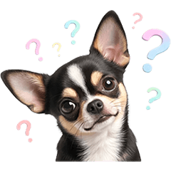 Cute Funny Meme Tricolor Chihuahua Dog