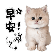 奶茶cat