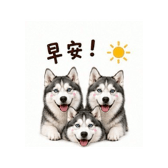 活力小貼圖 09 哈士奇問候篇