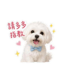 sunny 和乖乖