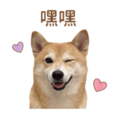 狗狗喵喵喵～～～