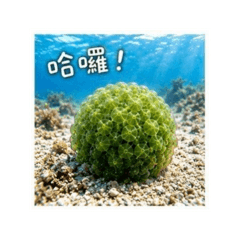 勇敢小貼圖 10 綠球藻問候篇
