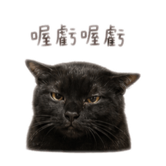左邊豪可愛