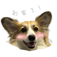 十五寶寶