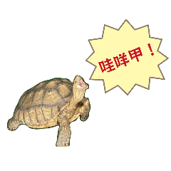 今夜星辰之動物內心話