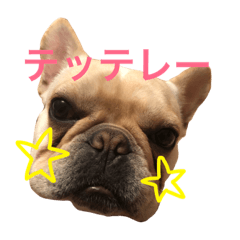 French Bulldog umekichi4