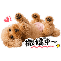 紅貴賓 粘妞妞日常貼圖