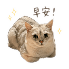 可愛的銀漸層