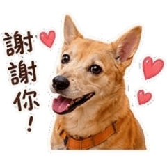 《Lucky小公主｜超實用日常貼圖》
