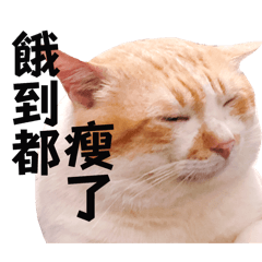 橘白貓 money