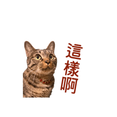 微胖小虎斑和她的朋友