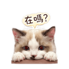 小公主奶黃包