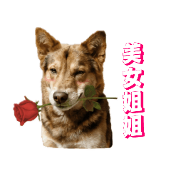 小搗蛋@日常