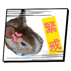 永兔同在