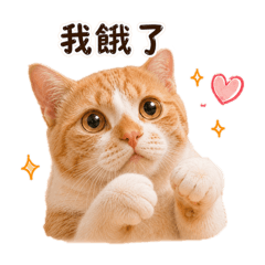 天使橘貓Luna